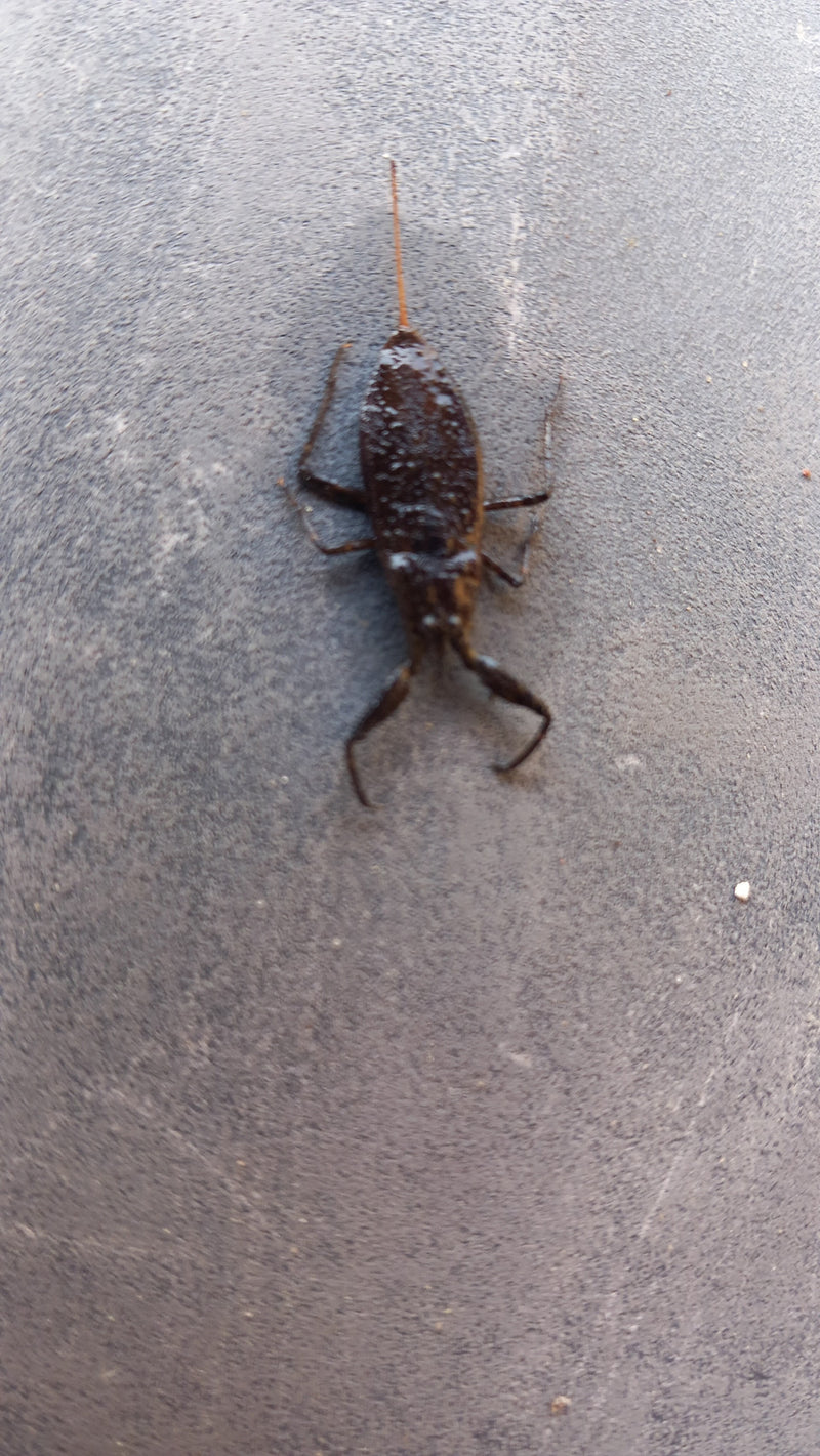 Scorpione d'acqua — Bild 1