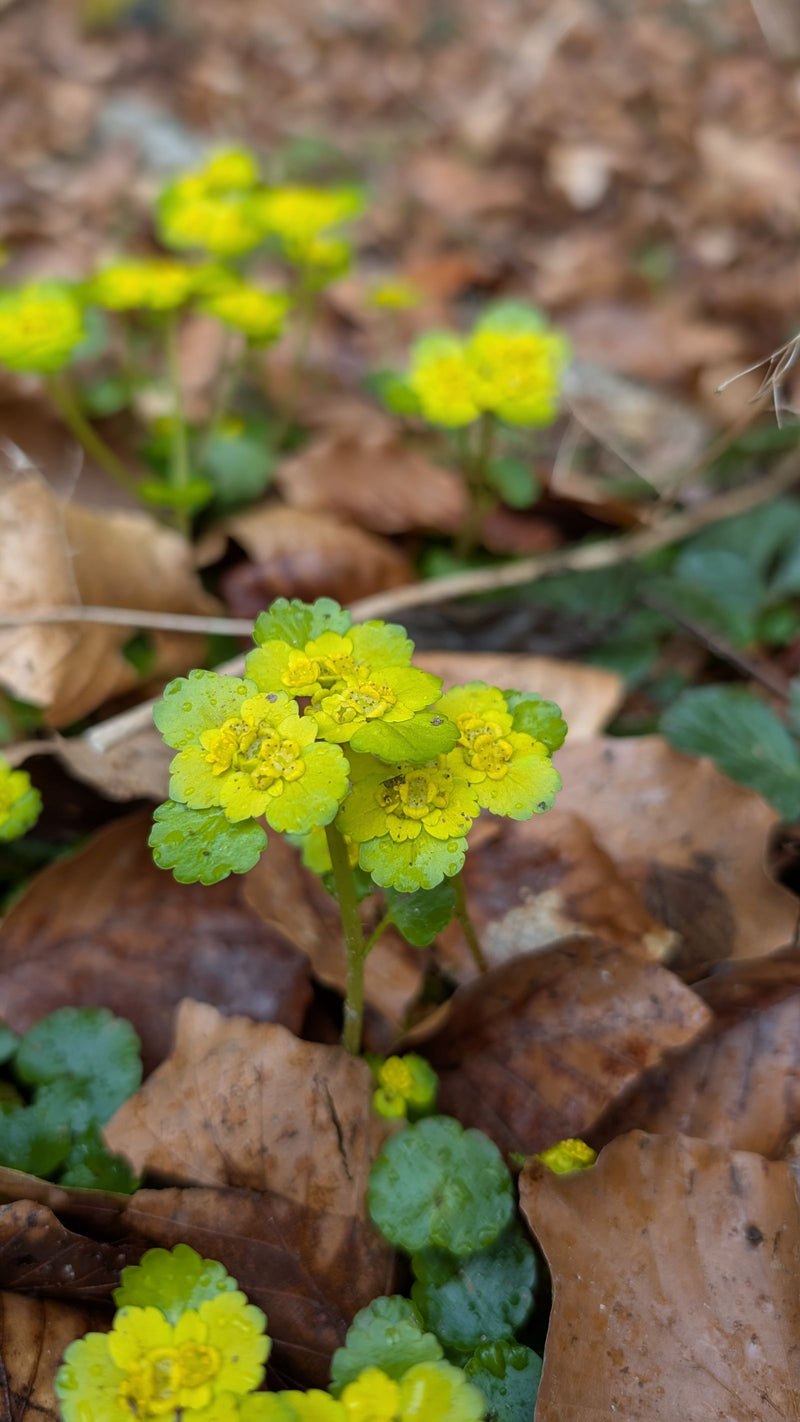 Milza a foglie alterne — Bild 1