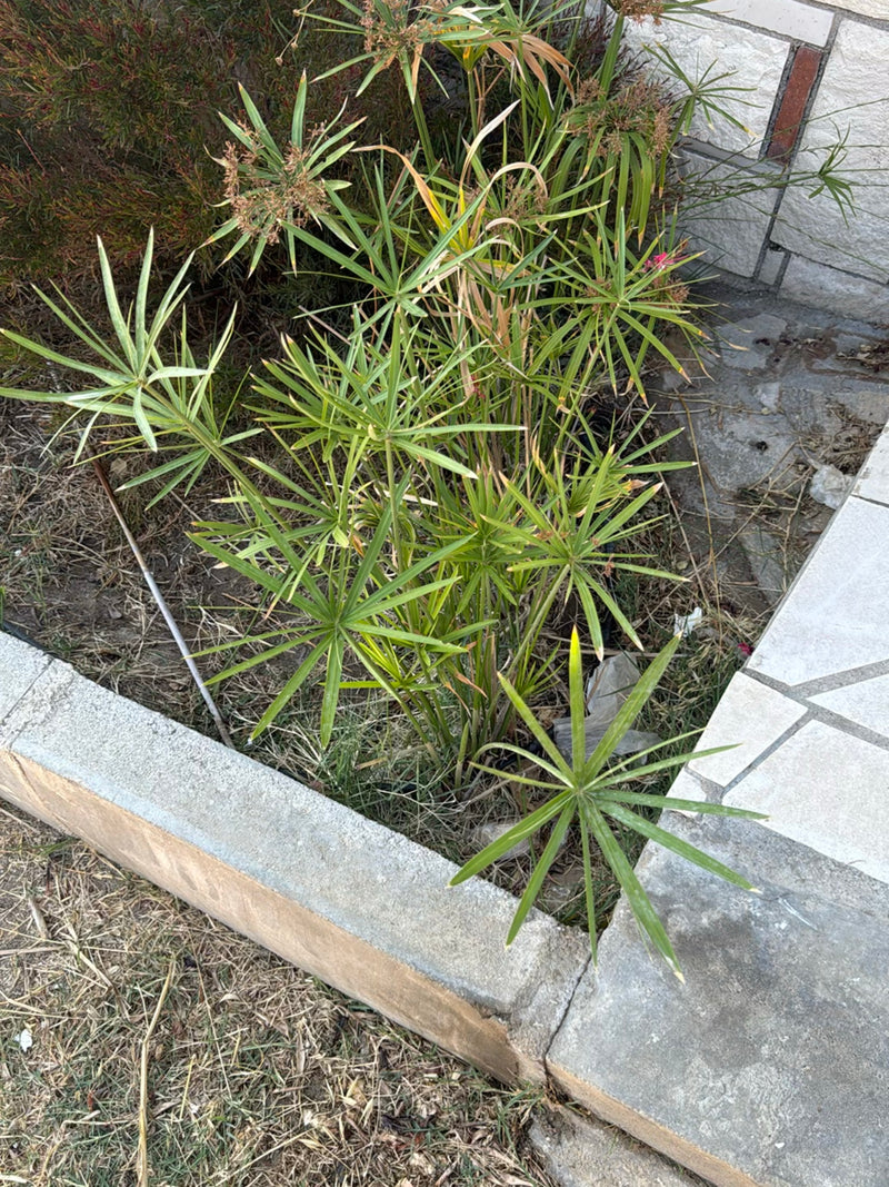 L'immagine mostra una pianta sana di zigolo alternifolioso con le sue caratteristiche foglie disposte a ombrello in un'aiuola.