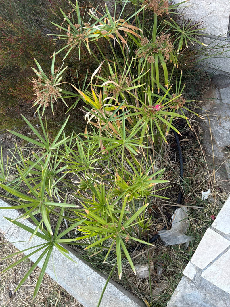 Si vede il cipero alternifolivo con i suoi caratteristici ciuffi di foglie a forma di stella. La pianta cresce in un'aiuola accanto a lastre di pietra chiare.