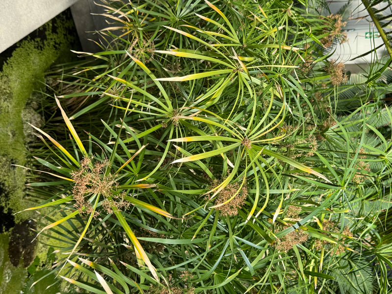 Dall'alto si vedono fitti cespi di falso papiro con brattee disposte a raggiera e infiorescenze brunastre.