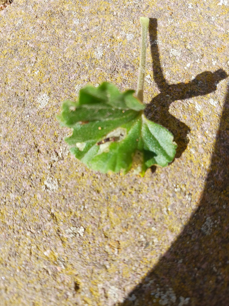 L'immagine mostra una singola foglia verde di malva comunemente detta, appoggiata su una superficie di pietra strutturata. Un breve stelo punta verso l'alto.