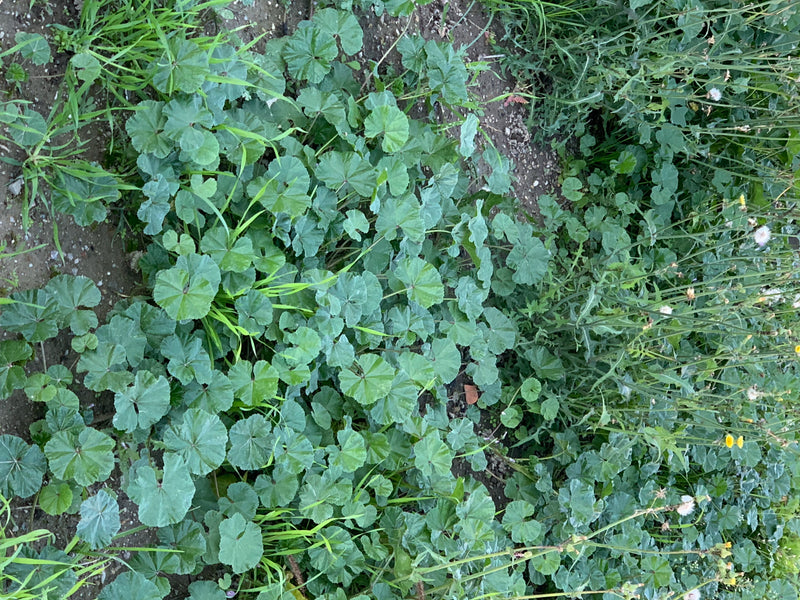 Fitti cespi di malva selvatica dalle caratteristiche foglie rotondeggianti e lobate crescono su terreno nudo.