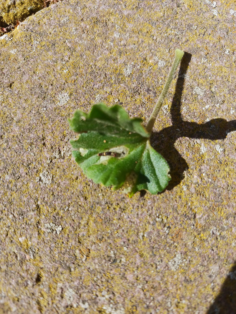 Una singola foglia staccata della malva tonda giace su un pavimento di pietra chiaro. Il gambo e la caratteristica forma della foglia sono chiaramente visibili.