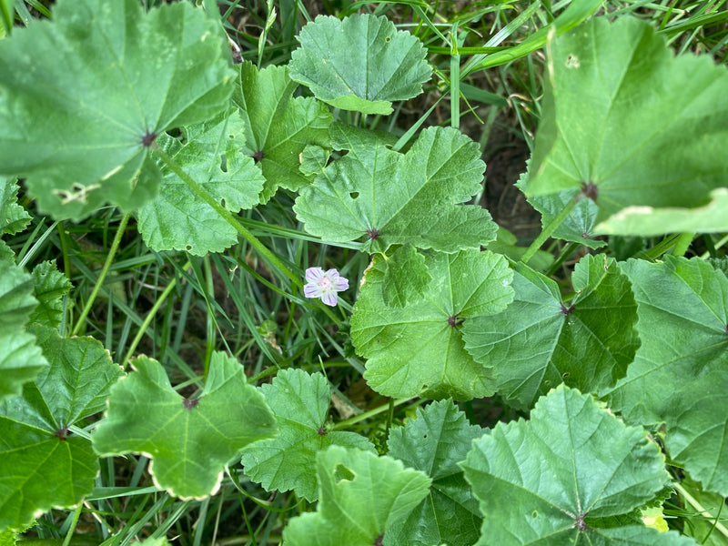 Si vedono le tipiche foglie tondeggianti lobate e un piccolo fiore viola chiaro della malva minore. La pianta cresce nell'erba fitta.