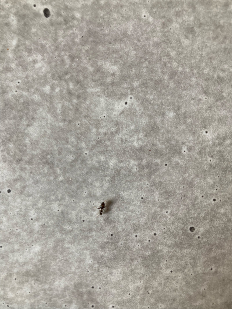 Formica da giardino (genere Lasius) — Bild 2