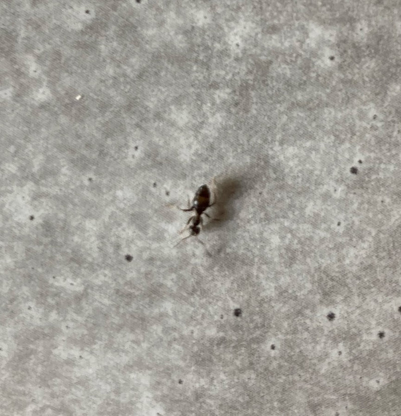 Formica da giardino (genere Lasius) — Bild 3