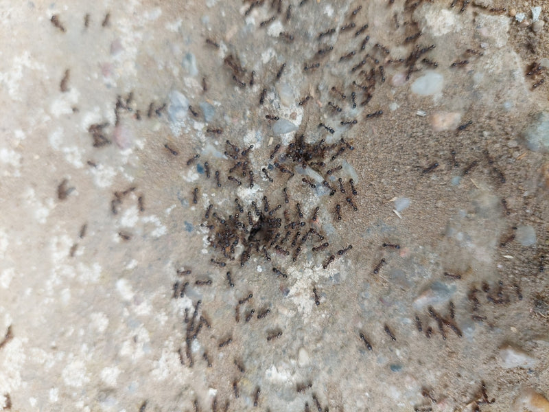 Formica da giardino (genere Lasius) — Bild 1