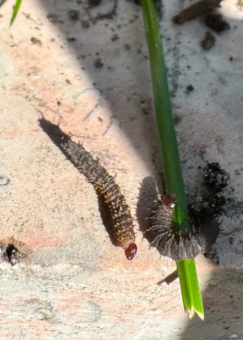 Due bruchi scuri di Melitaea cinxia con spine e testa bruno-rossastra su una superficie chiara accanto a uno stelo.