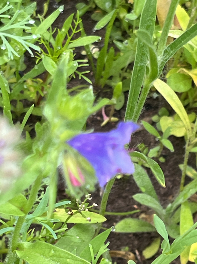 Testa di vipera dalle foglie di piantaggine — Bild 2