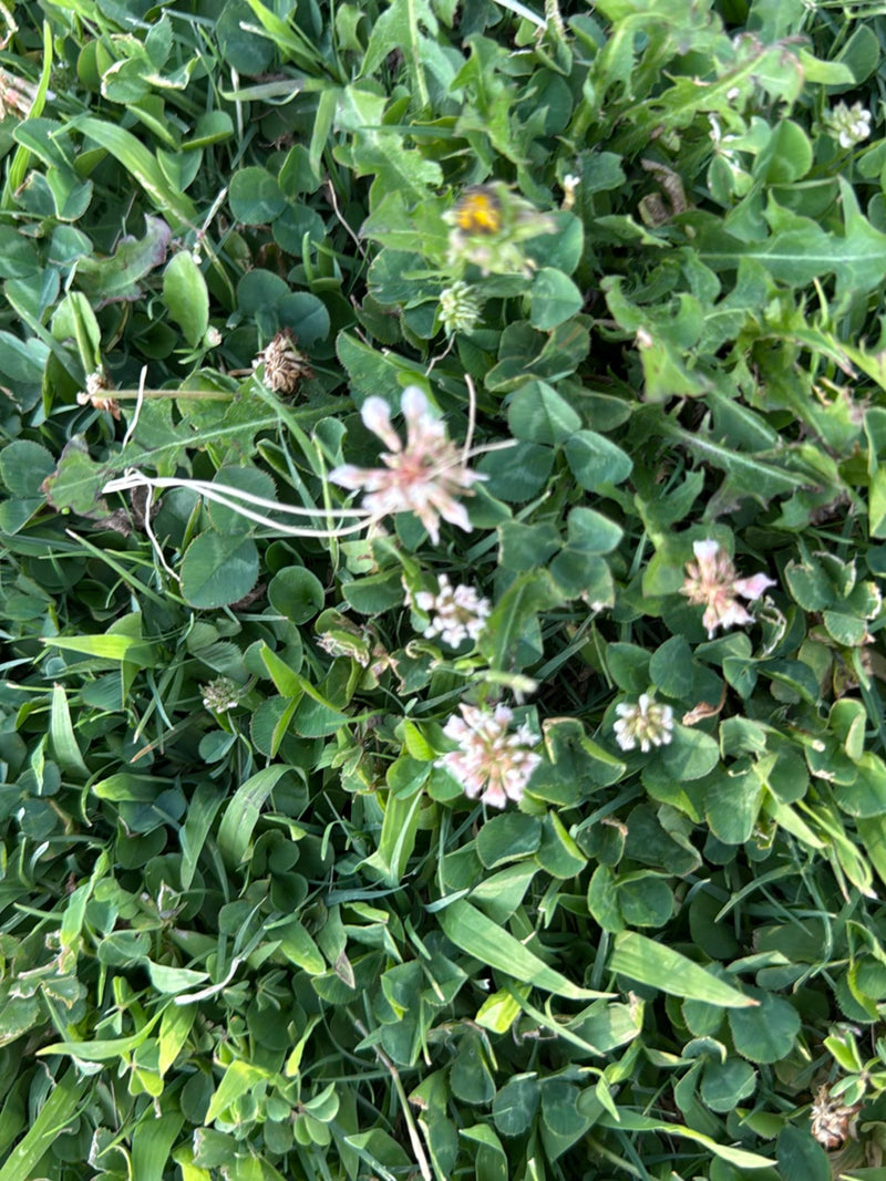 L'immagine mostra trifoglio bianco con i suoi tipici fiori bianchi e foglie trifogliate. La pianta cresce in un prato verde denso.