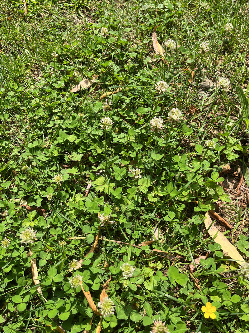 L'immagine mostra un prato in cui numerosi esemplari di trifoglio bianco fioriscono con i loro tipici fiori bianchi. Le caratteristiche foglie trifogliate so...