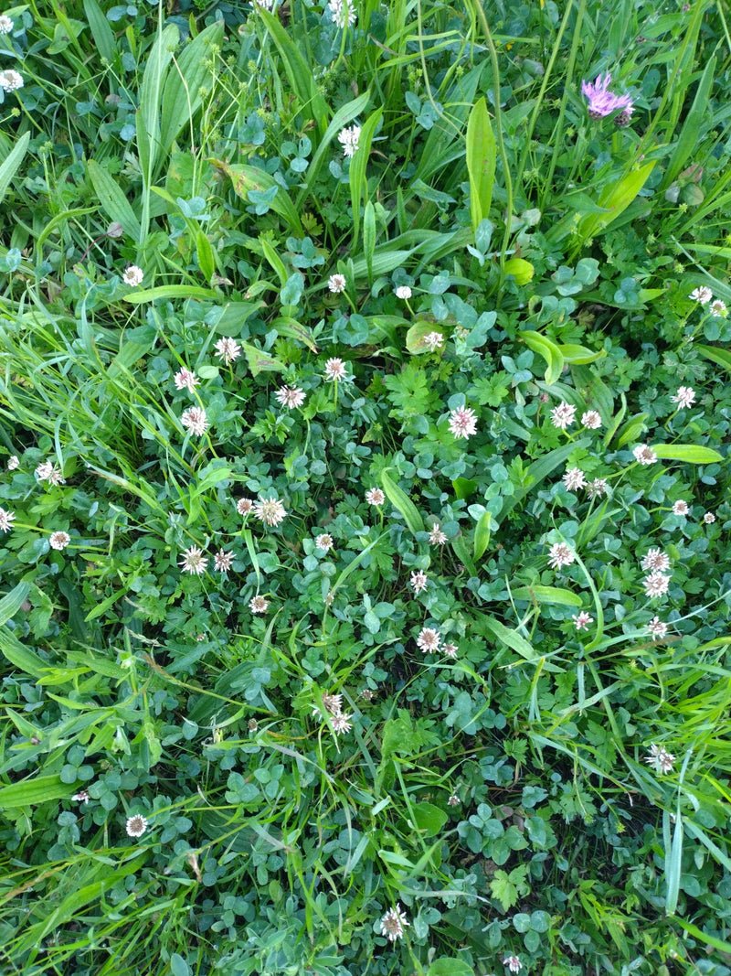 L'immagine mostra trifoglio bianco denso con caratteristiche teste di fiori bianchi immerse in un prato verde. Lo scatto cattura le piante dall'alto nel loro...