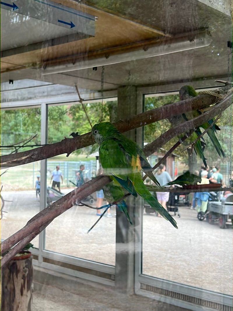 Parrocchetto dagli occhi bianchi — foto 2 di 2