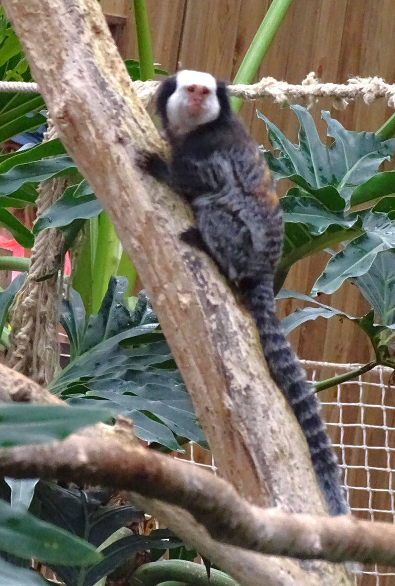 marmoset — Bild 1