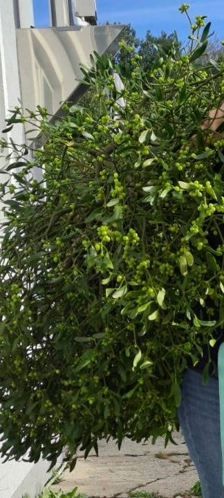 Vischio a bacca bianca — foto 1 di 2