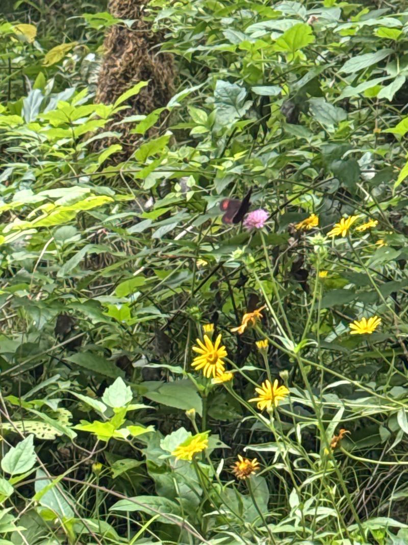 Farfalla moro fasciata di bianco — foto 2 di 11