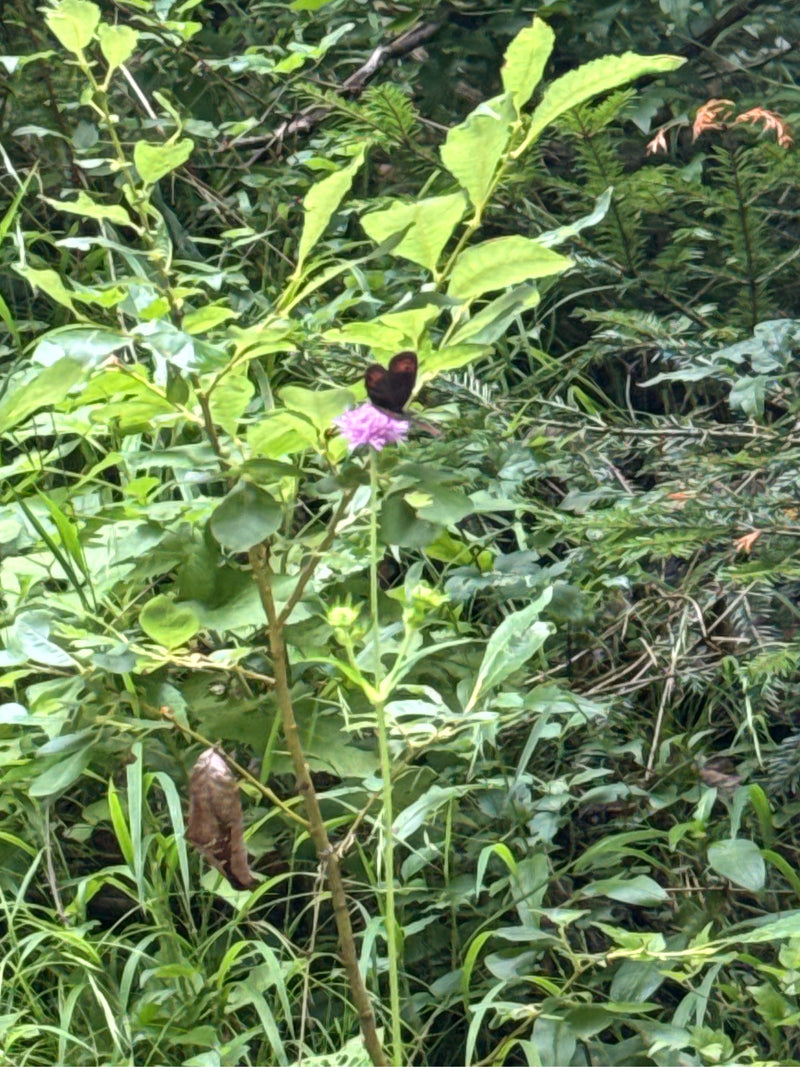 Farfalla moro fasciata di bianco — foto 3 di 11