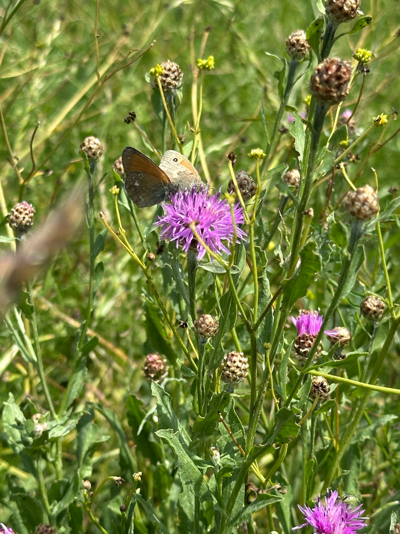Weißbindiges Wiesenvögelchen — Bild 1