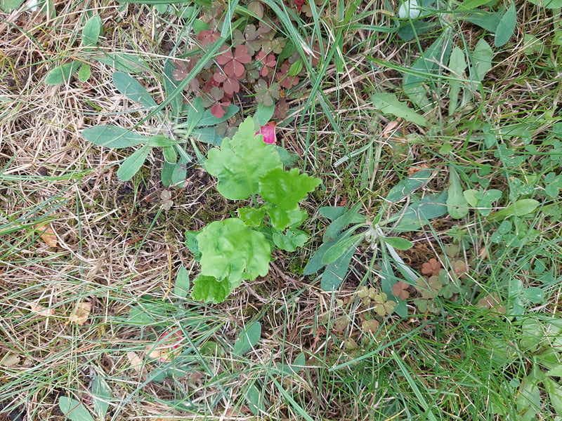 Biancospino — Bild 1
