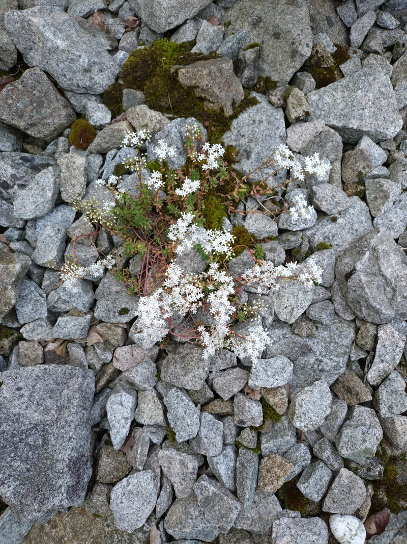 Weiße Fetthenne — Bild 2