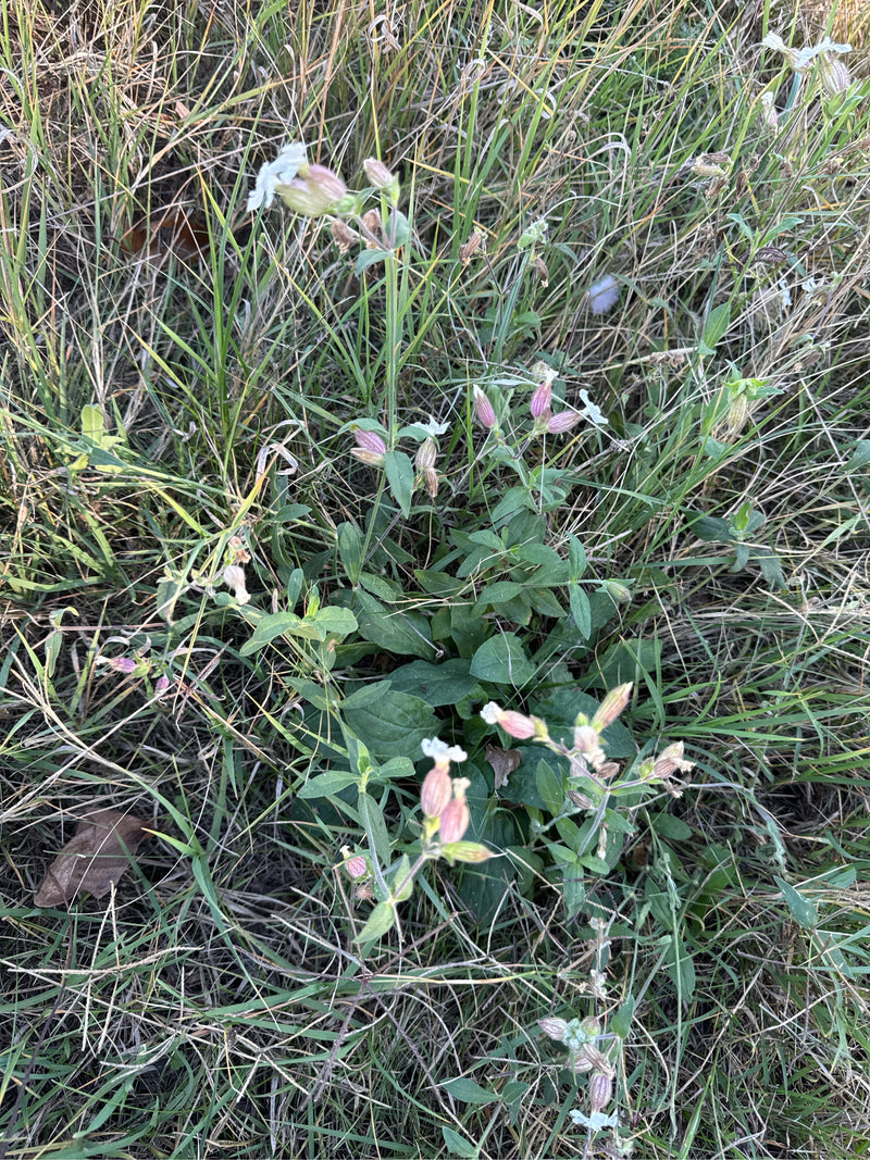 Una silene bianca in fiore cresce tra l'erba secca, mostrando boccioli e fiori aperti.
