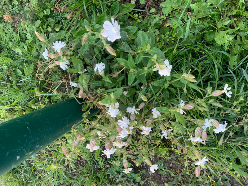 Una silene bianca in fiore cresce nell'erba accanto a un palo verde.