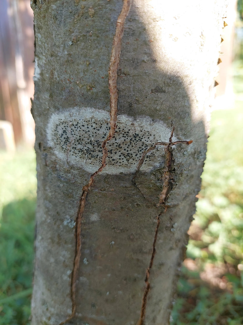 Lichene da parete bianco — Bild 1
