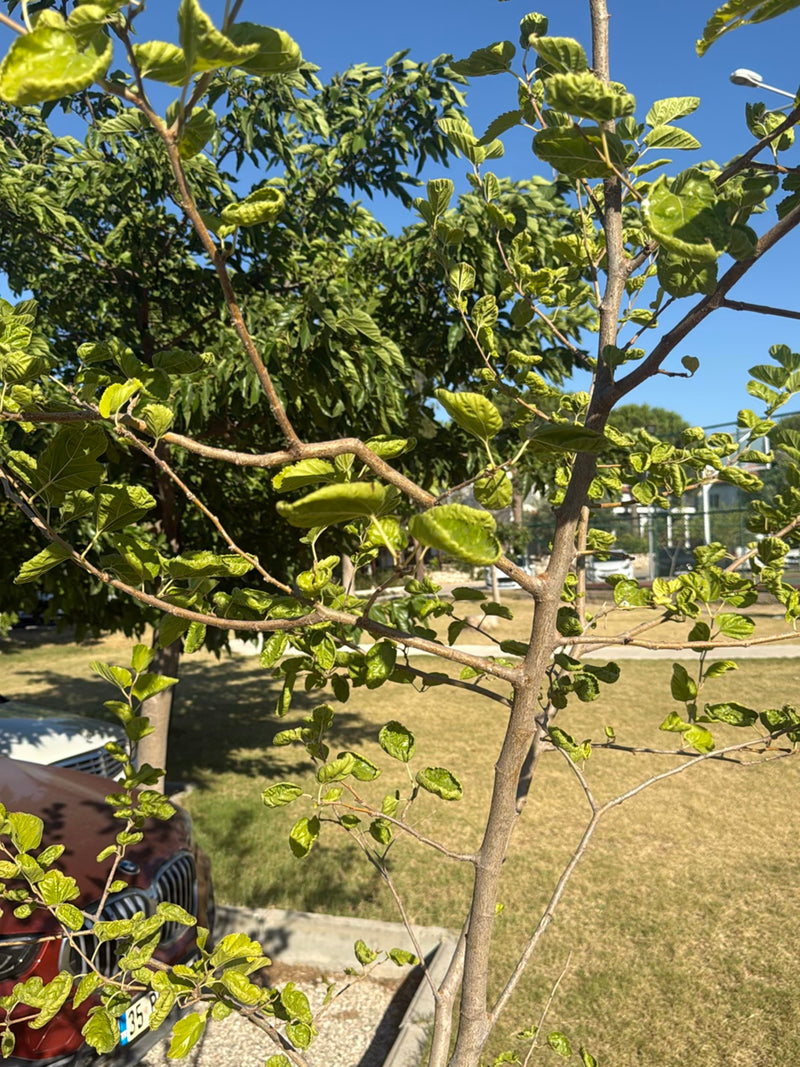 Si vede un giovane gelso con foglie verde chiaro e rami sottili. Lo scatto mostra l'albero in un contesto urbano davanti a un prato.