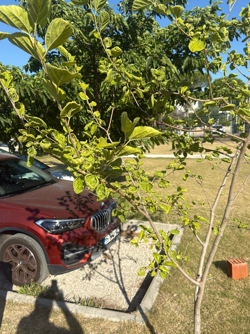 Si vede un giovane gelso con foglie verde chiaro leggermente ondulate su rami sottili. Sul sfondo ci sono un'auto parcheggiata e un prato.
