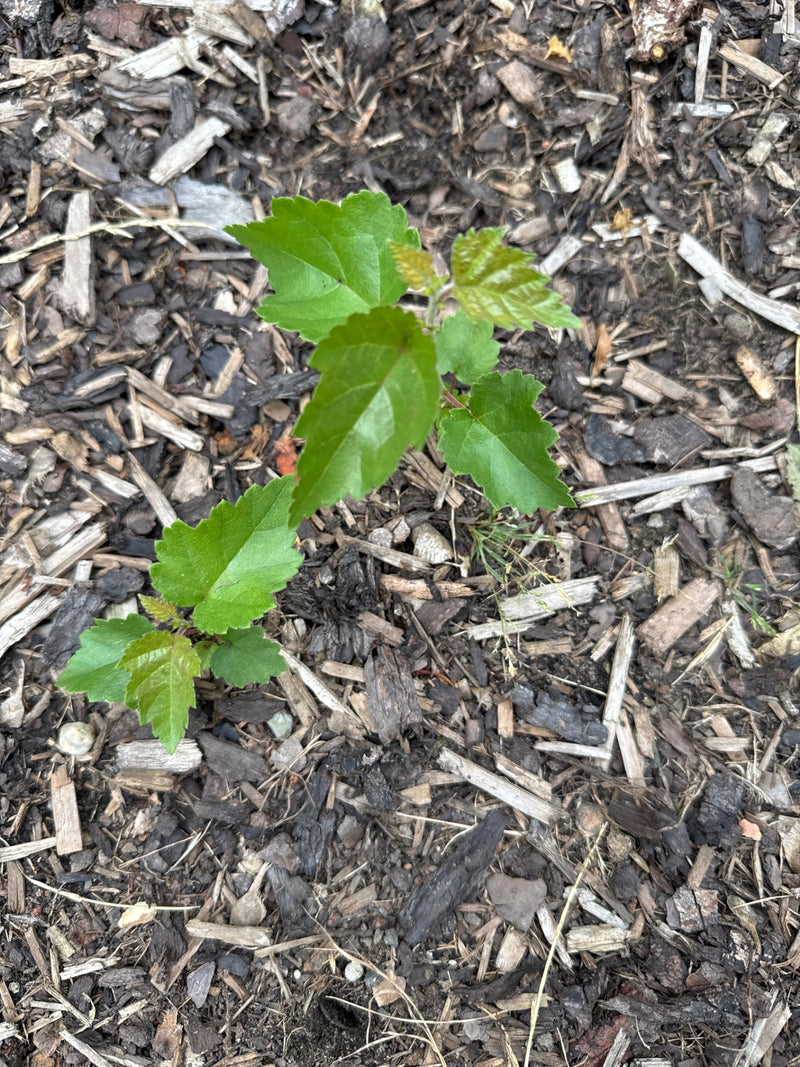 Due piccole piantine di gelso bianco con foglie verde chiaro crescono su un letto di pacciame di corteccia. Lo scatto mostra le giovani piante dall'alto.