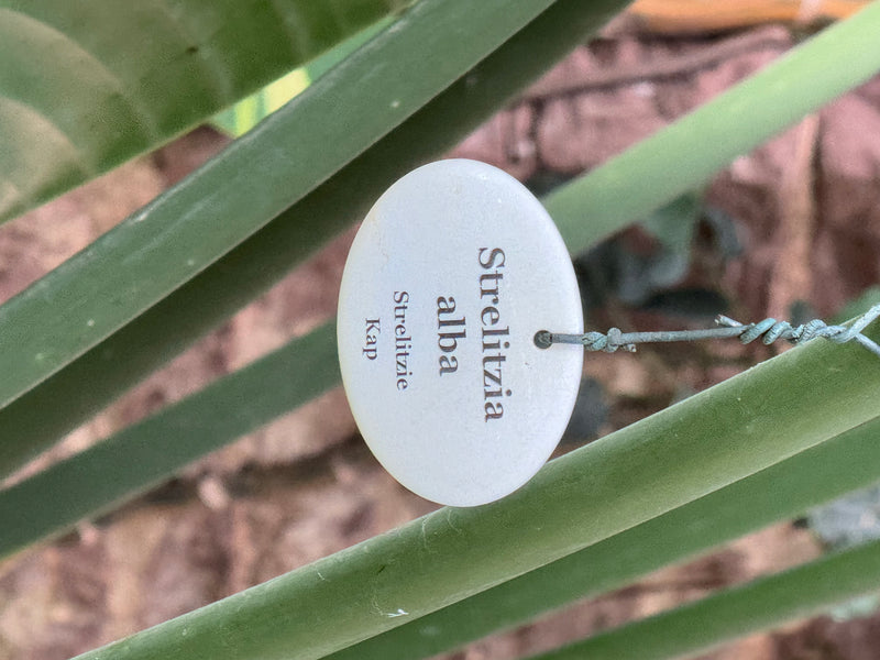 Weiße Paradiesvogelblume — foto 1 di 2