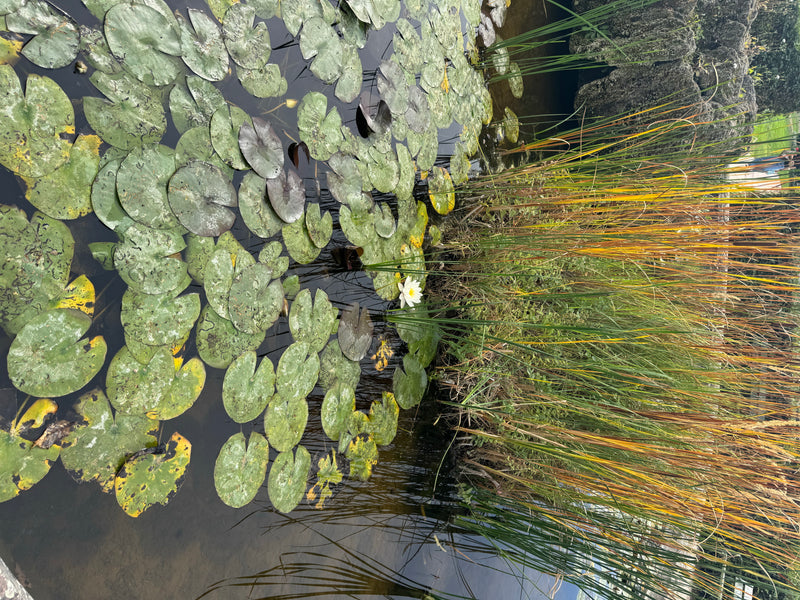 Numerose foglie galleggianti e un fiore bianco aperto di ninfea galleggiano sulla superficie dell'acqua accanto a canneti.