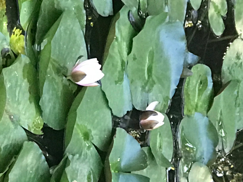 Ninfea bianca — foto 5 di 8
