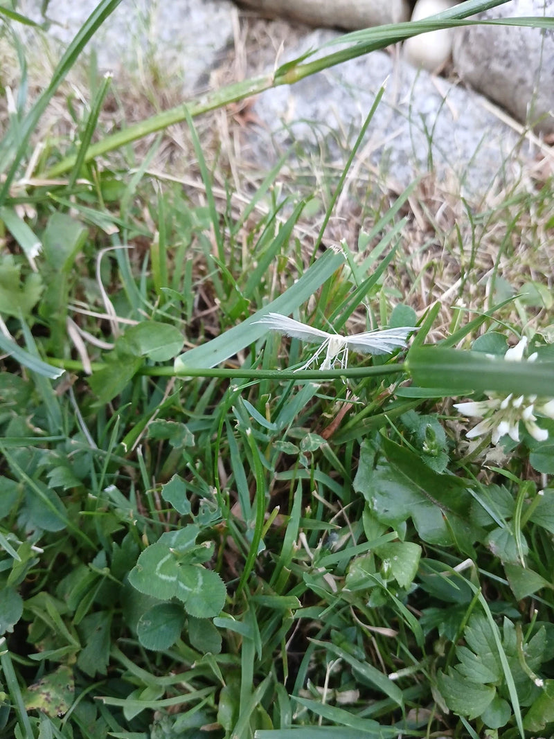 Farfalla di falena piuma bianca — foto 1 di 6