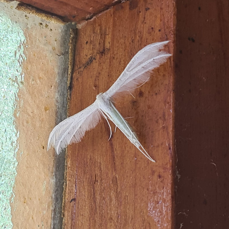 Farfalla di falena piuma bianca — foto 3 di 6