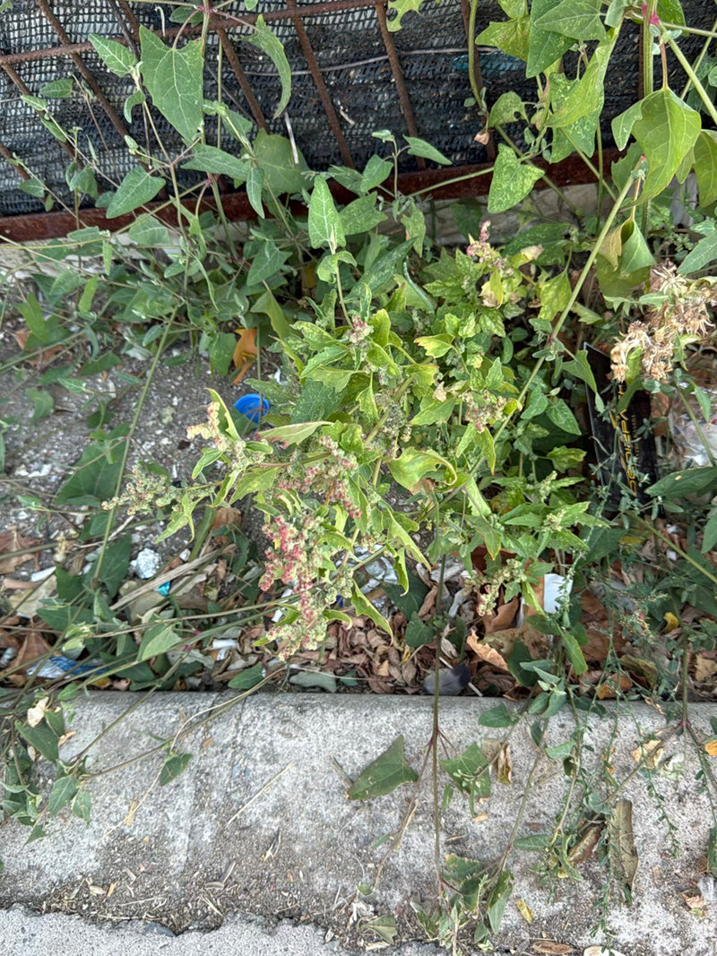 L'immagine mostra una pianta matura di farinello bianco con foglie verdastre e infiorescenze dense. Cresce su terreno sassoso vicino a un muro.