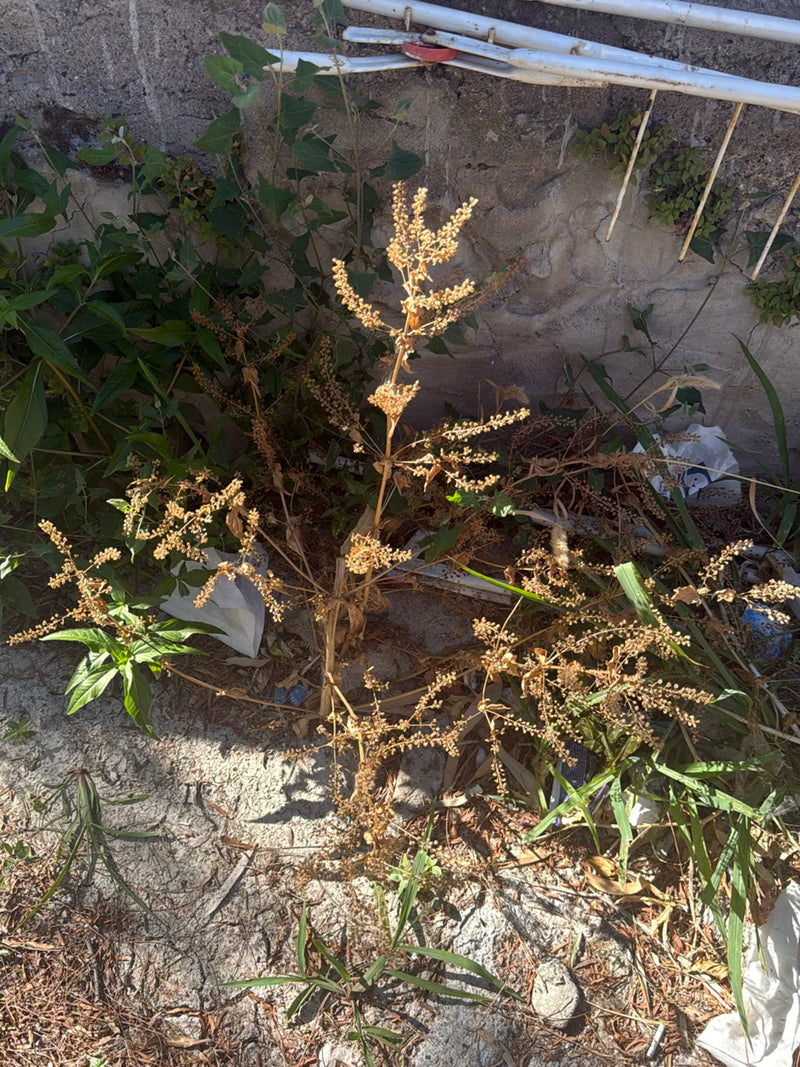 Si vede una pianta di farinello bianco secca con numerosi grappoli di semi maturi davanti a un muro di pietra. La pianta si trova in un ambiente scarsamente ...