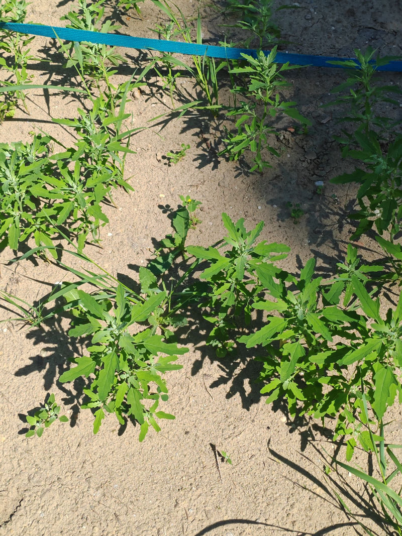 Diverse giovani piante di farinello bianco crescono su un terreno sabbioso e asciutto. Le foglie verdi dalla forma caratteristica sono ben visibili.