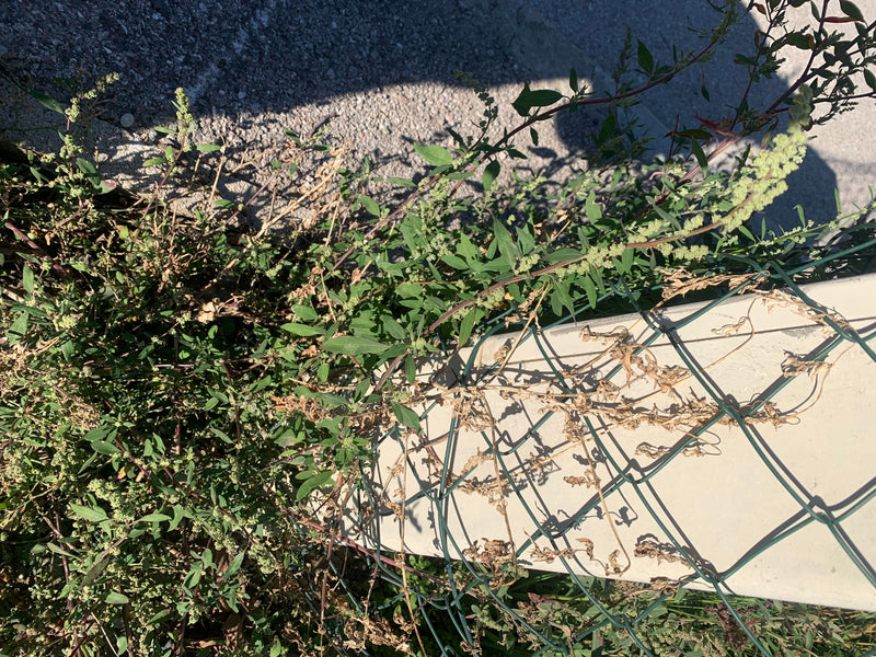 Una pianta di farinello comune con infiorescenze farinose cresce attraverso una recinzione a rete metallica vicino a una superficie asfaltata.