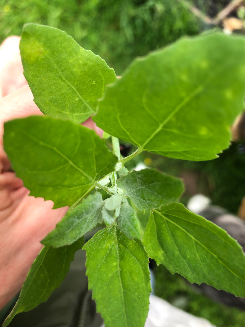 Piede d'oca bianco — Bild 1