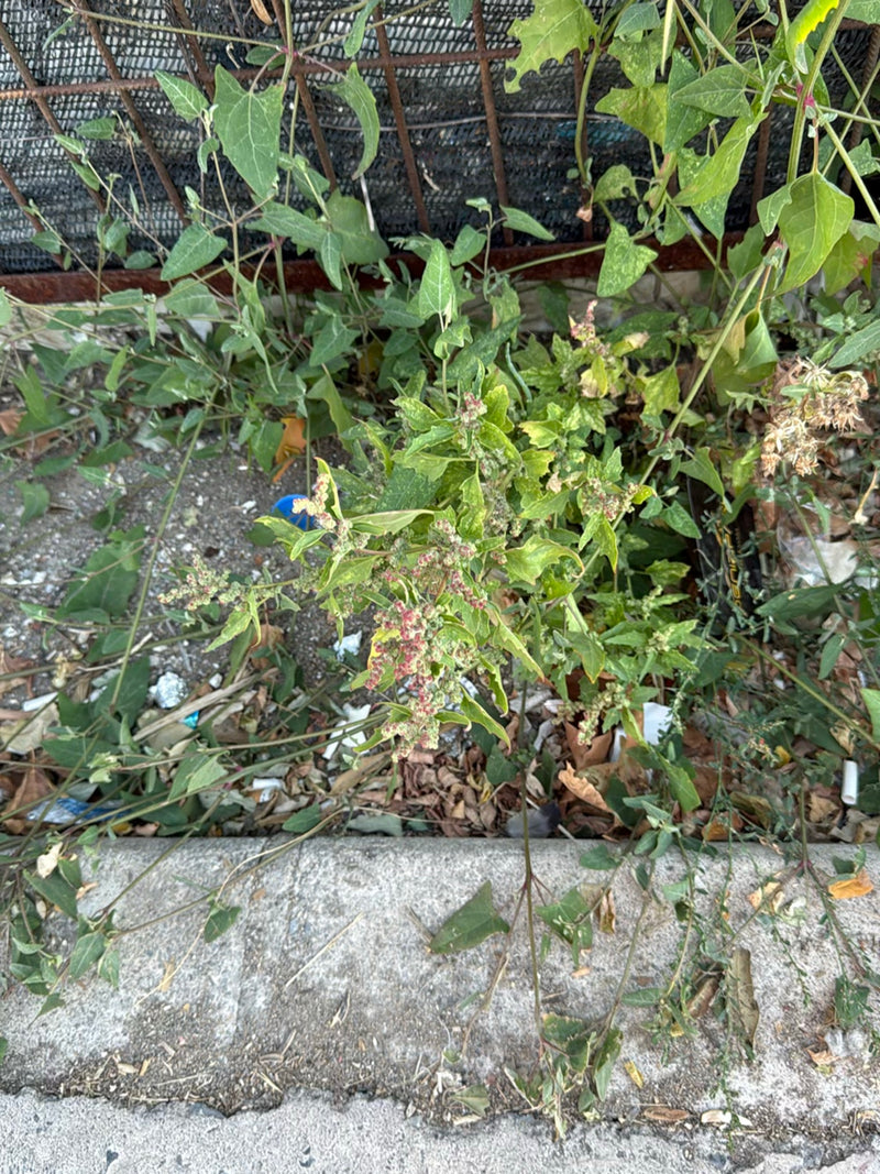 Si vede una pianta di farinello bianco che cresce con le sue foglie e infiorescenze tipiche su un terreno urbano. La ripresa dall'alto mostra la pianta davan...