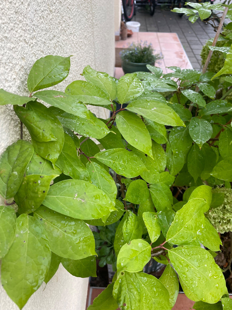 Corniolo bianco — foto 4 di 5