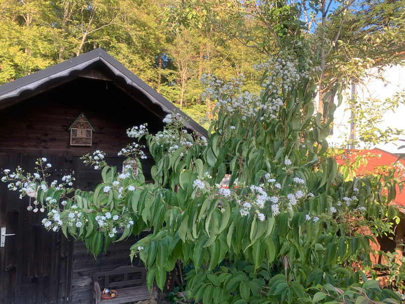 Corniolo bianco — foto 3 di 5
