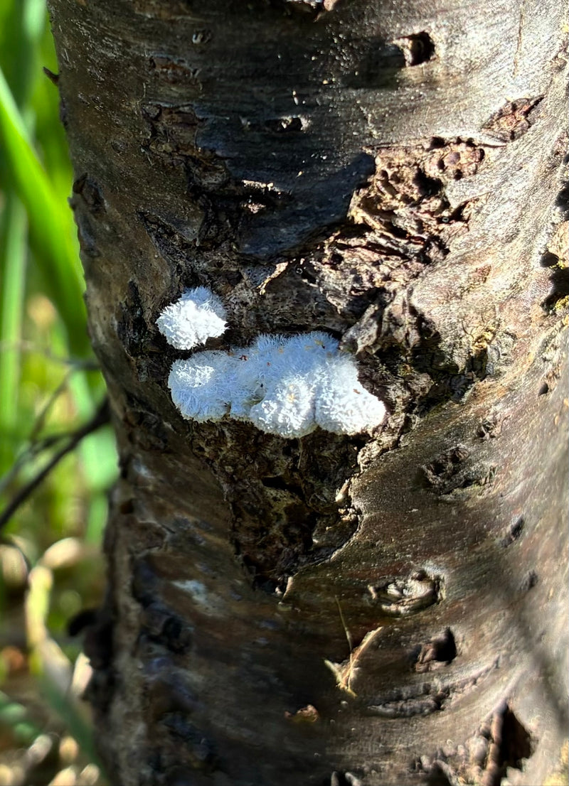 Fungo dalla corteccia bianca — Bild 1