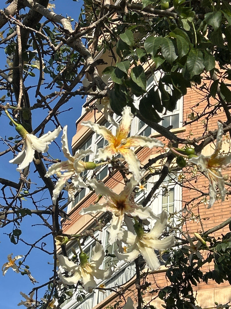 Weißer Seidenwollbaum — foto 1 di 1