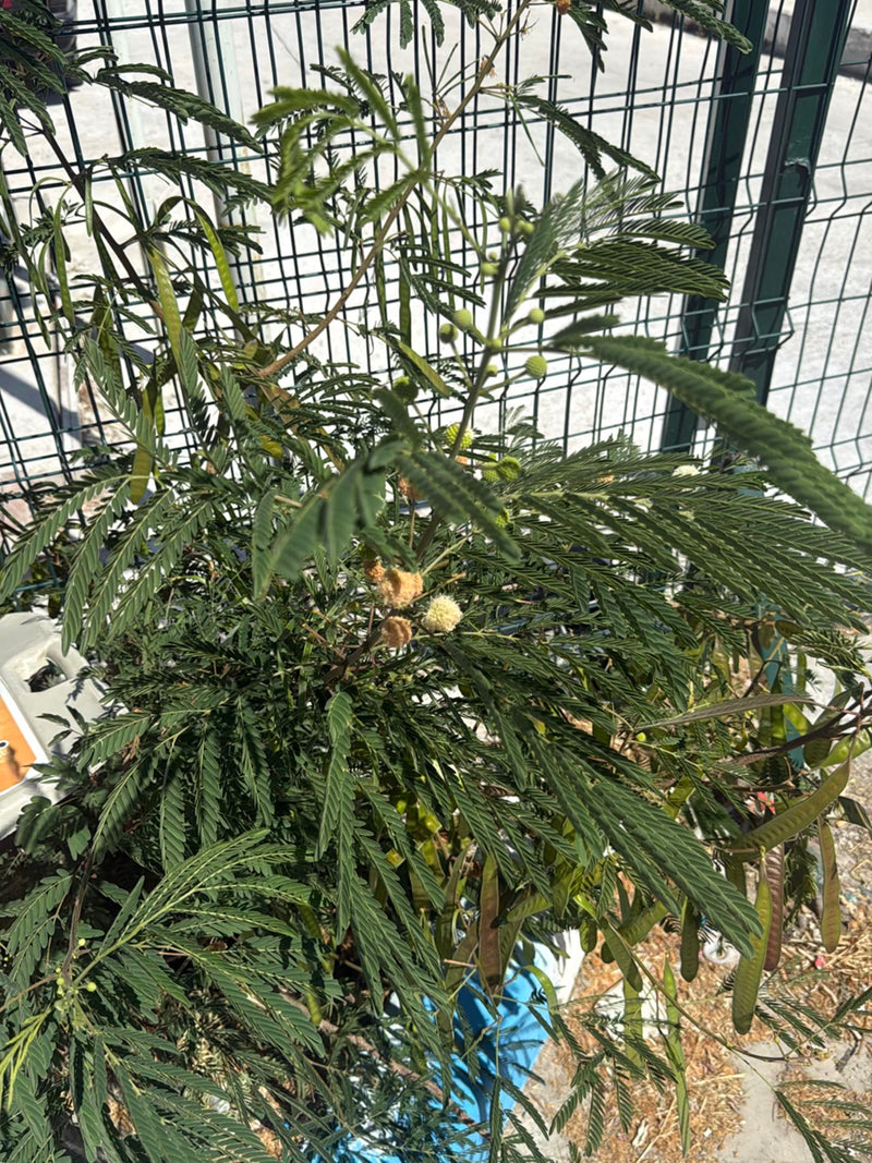 Mimosa dalla testa bianca — Bild 1