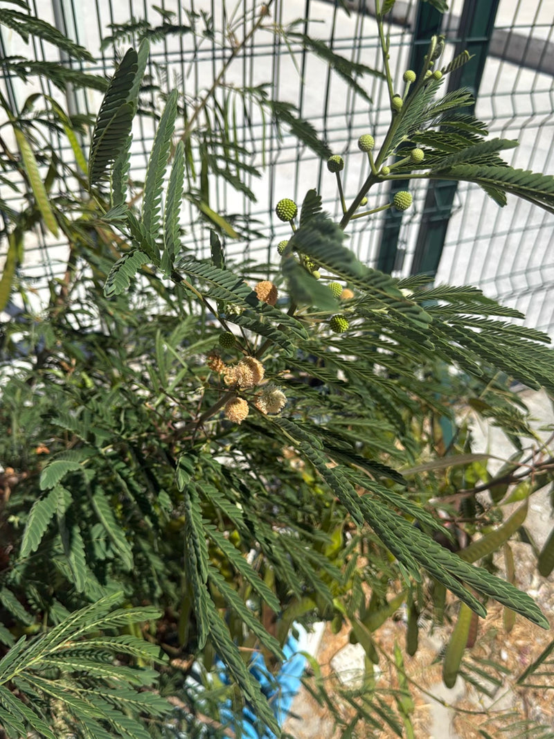 Mimosa dalla testa bianca — Bild 3