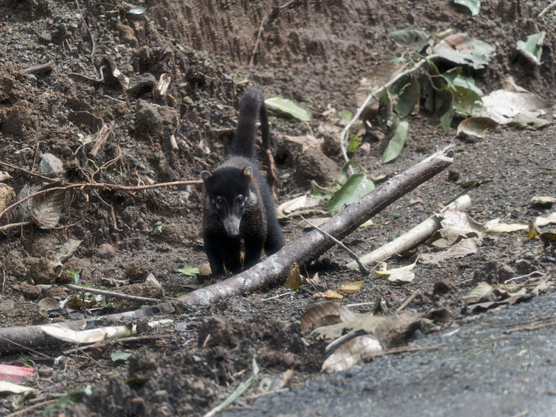 Coati dal naso bianco — Bild 1