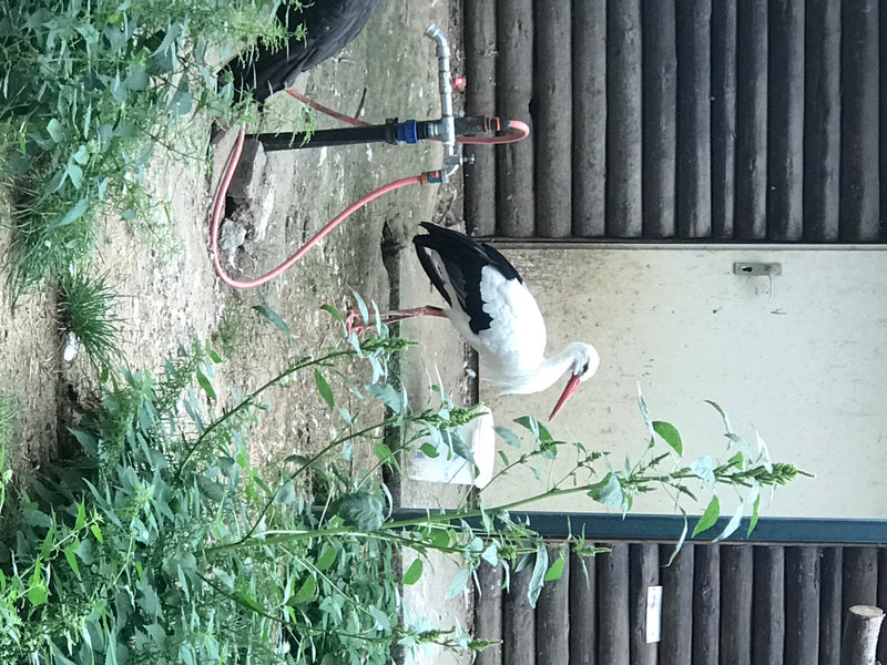 Cicogna bianca — foto 1 di 6